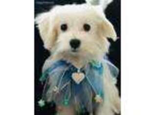 Maltese Puppy for sale in Omaha, NE, USA