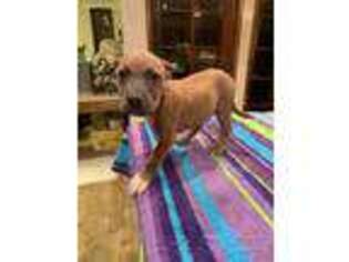 Mutt Puppy for sale in Shafter, CA, USA