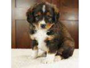 Mutt Puppy for sale in Hull, IA, USA