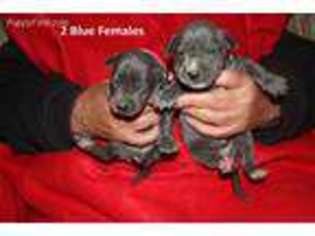 Great Dane Puppy for sale in Wilmington, NC, USA