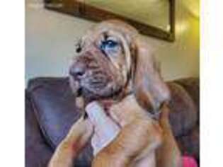 Bloodhound Puppy for sale in Hustonville, KY, USA