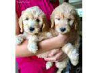 Goldendoodle Puppy for sale in Athens, GA, USA