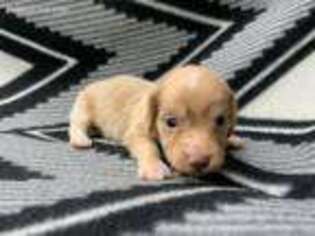 Dachshund Puppy for sale in Pittsfield, IL, USA