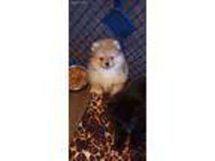 Pomeranian Puppy for sale in Smithfield, RI, USA