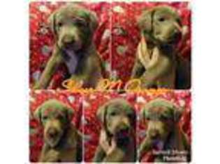 Labrador Retriever Puppy for sale in North Charleston, SC, USA