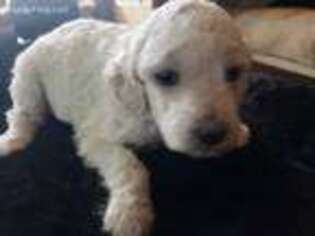 Mutt Puppy for sale in Westport, SD, USA
