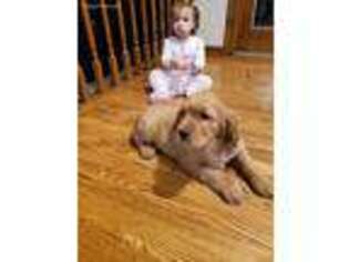 Mutt Puppy for sale in Ligonier, IN, USA