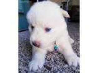 Siberian Husky Puppy for sale in Riverside, CA, USA
