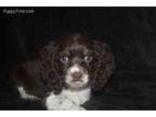 Cocker Spaniel Puppy for sale in Andrews, SC, USA