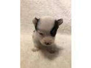 Pembroke Welsh Corgi Puppy for sale in Hico, TX, USA
