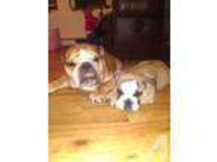 Bulldog Puppy for sale in YONKERS, NY, USA