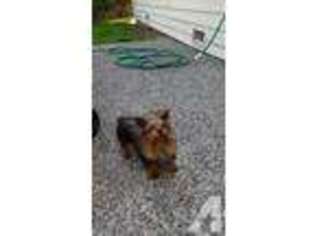 Yorkshire Terrier Puppy for sale in EDMONDS, WA, USA