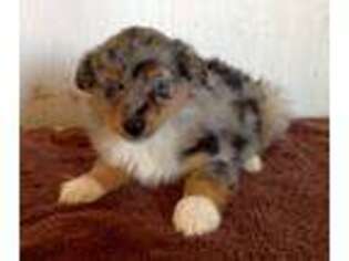 Miniature Australian Shepherd Puppy for sale in Axtell, TX, USA