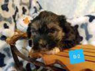 Yorkshire Terrier Puppy for sale in Lincolnton, NC, USA