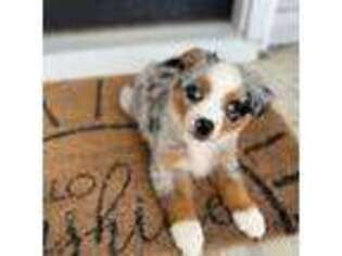 Miniature Australian Shepherd Puppy for sale in Jacksonville, NC, USA