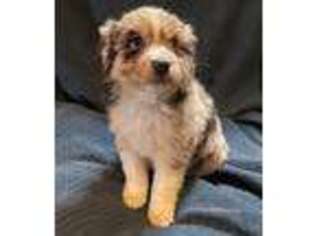 Australian Shepherd Puppy for sale in New Castle, IN, USA