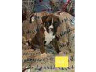 Boxer Puppy for sale in Raymore, MO, USA