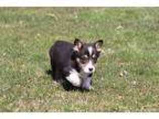 Pembroke Welsh Corgi Puppy for sale in Grand Rapids, MI, USA