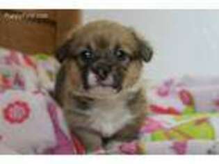 Pembroke Welsh Corgi Puppy for sale in Elmer, MO, USA