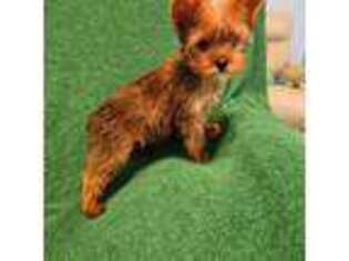 Yorkshire Terrier Puppy for sale in Port Saint Lucie, FL, USA
