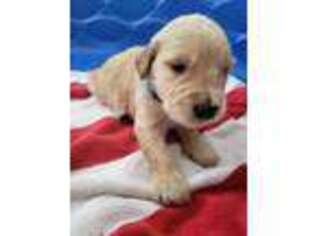 Golden Retriever Puppy for sale in Dripping Springs, TX, USA