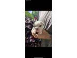 Bulldog Puppy for sale in Ravenna, OH, USA