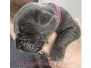 Cane Corso Puppy for sale in Long Branch, NJ, USA