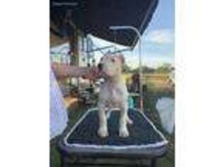 Dogo Argentino Puppy for sale in Roscoe, SD, USA