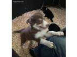 Border Collie Puppy for sale in East Haddam, CT, USA