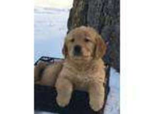 Golden Retriever Puppy for sale in Alberton, MT, USA