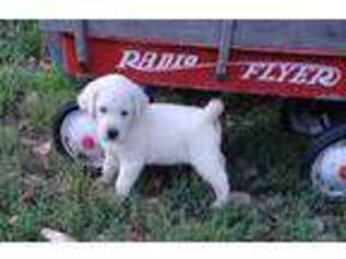 Labrador Retriever Puppy for sale in Walton, KS, USA
