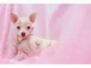 Chihuahua Puppy for sale in Summerfield, NC, USA