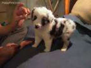 Miniature Australian Shepherd Puppy for sale in Fernley, NV, USA