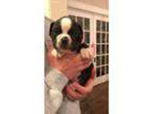 Olde English Bulldogge Puppy for sale in Hilbert, WI, USA