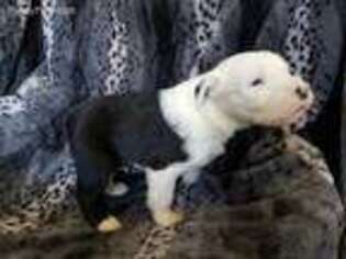 Old English Sheepdog Puppy for sale in Greenwich, OH, USA