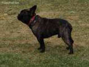 French Bulldog Puppy for sale in Wellington, OH, USA