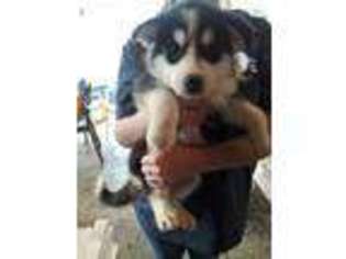 Alaskan Malamute Puppy for sale in Gainesville, GA, USA