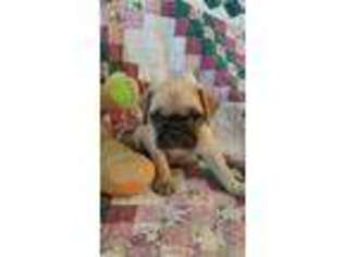 Frenchie Pug Puppy for sale in Vandalia, MO, USA