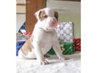 American Bulldog Puppy for sale in Blanchester, OH, USA