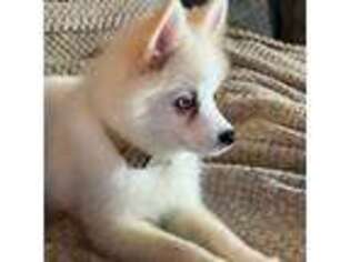 Pomeranian Puppy for sale in Waterville, OH, USA