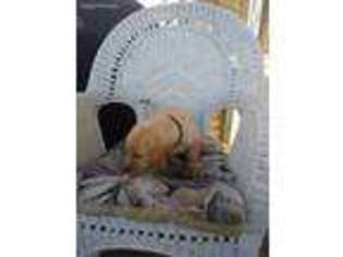 Labrador Retriever Puppy for sale in Brandon, WI, USA
