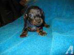 Dachshund Puppy for sale in HONOLULU, HI, USA