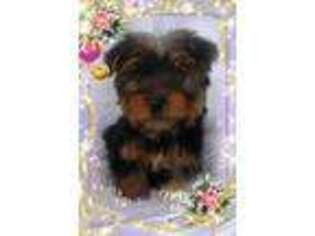 Yorkshire Terrier Puppy for sale in Douglas, GA, USA