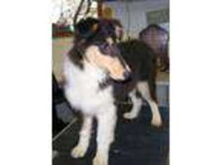 Collie Puppy for sale in Polk, OH, USA