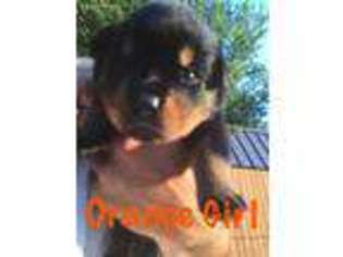 Rottweiler Puppy for sale in Valparaiso, IN, USA