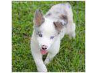 Border Collie Puppy for sale in Braxton, MS, USA