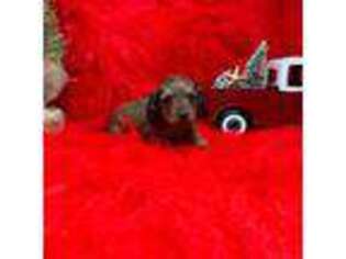 Dachshund Puppy for sale in Fort Lauderdale, FL, USA