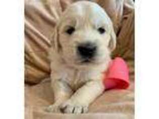 Mutt Puppy for sale in Flinton, PA, USA