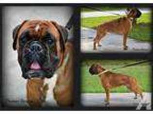 Boxer Puppy for sale in KINARD, FL, USA