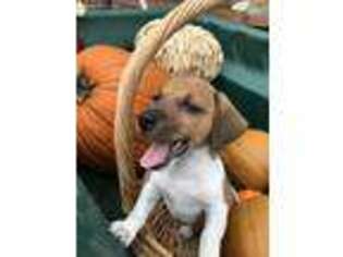 Jack Russell Terrier Puppy for sale in Weatherford, TX, USA